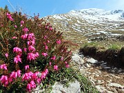 26 Erica in fiore con vista in Arera